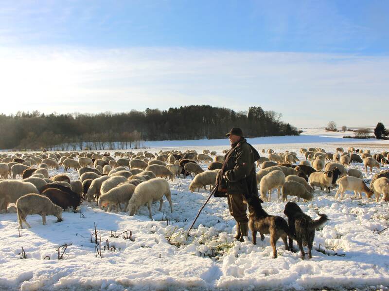 Auf einer Schnee bedeckten Wiese steht ein Schäfer mit vielen Schafen und Hunden