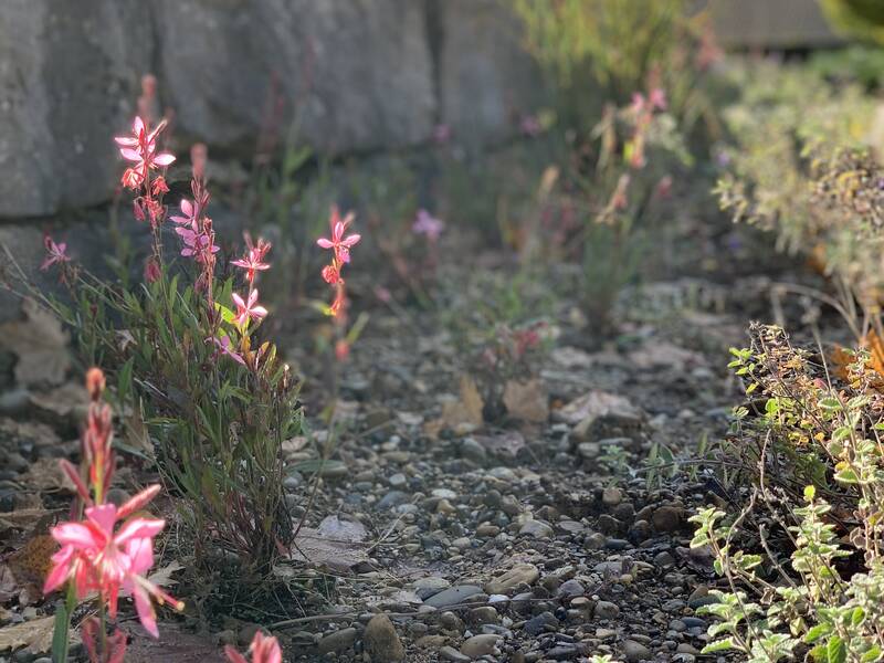 Detailaufnahme eines Beetes mit Trockensubstrat. Im Fokus sind mehrere blühende Stauden. Deren Blüten sind rosa. Im Hintergrund ist eine Stufe aus Natursteinen zu sehen. 