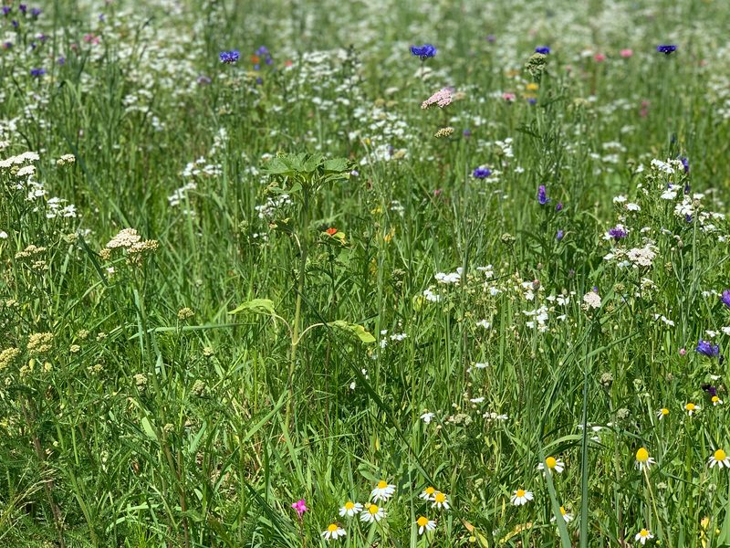 im Hintergrund ist ein Gebäude zu sehen, im Vordergrund eine Blumenwiese mit blauen, roten, weißen und gelben Blüten