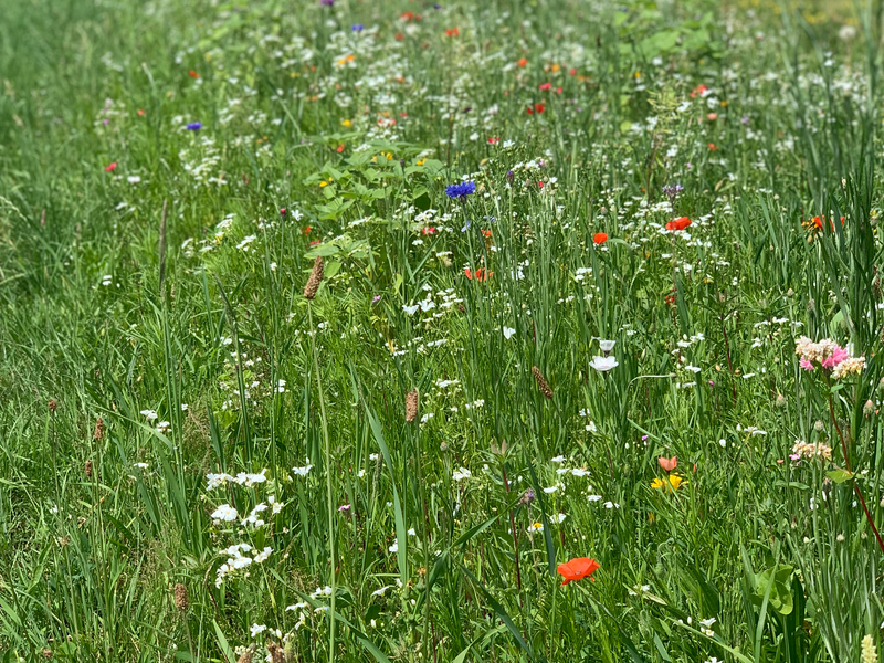 Im Vordergrund ist eine Grüne wiese zu sehen, diese ist mit Bunten Blumen durchzogen. Im Hintergrund ist verschwommen eine Straße und ein gelbes Ortsschild zu erahnen.