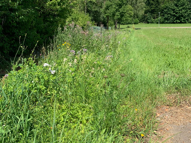 links ist eine hohe Hecke zu sehen, auf der rechten Seite ist eine Wadenhohe Wiese zu erahnen, dazwischen ist eine hohe Blumenwiese zu sehen. Darin sind einige bunte Blüten zu sehen. Im Hintergrund sind hohe Bäume und einen quer verlaufender Weg.