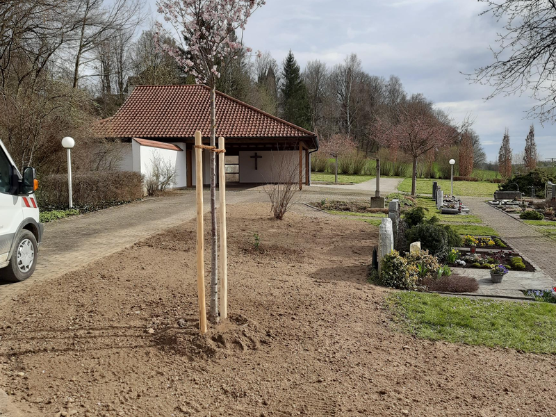 in der Mitte des Bildes ist ein Beet zu sehen, dass frisch umgebrochen wurde. Es ist noch kein Gras gewachsen. In diesem Bett ist im Vordergrund ein Baum mit Stützpfeilern zu sehen, dahinter ein Strauch. Im Hintergrund ist eine Leichenhalle mit großem Kreuz unter einer Dach zu sehen. Rechts der Wiese sind Grabsteine erkennbar.