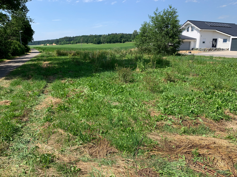 links ein Fahrradweg, rechts ein Wohnhaus, dazwischen ein Baum und eine Wiese auf der viele Sträucher und Blumen zu sehen sind.