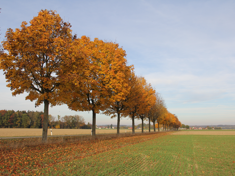 Landstraße zwischen Bußmannshausen und Walpertshofen mit Allee voller Bäume mit Herbstlaub