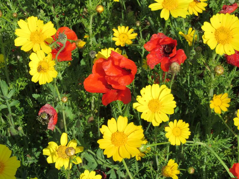 Einzelne rote Mohnblüten unter gelben Margeriten