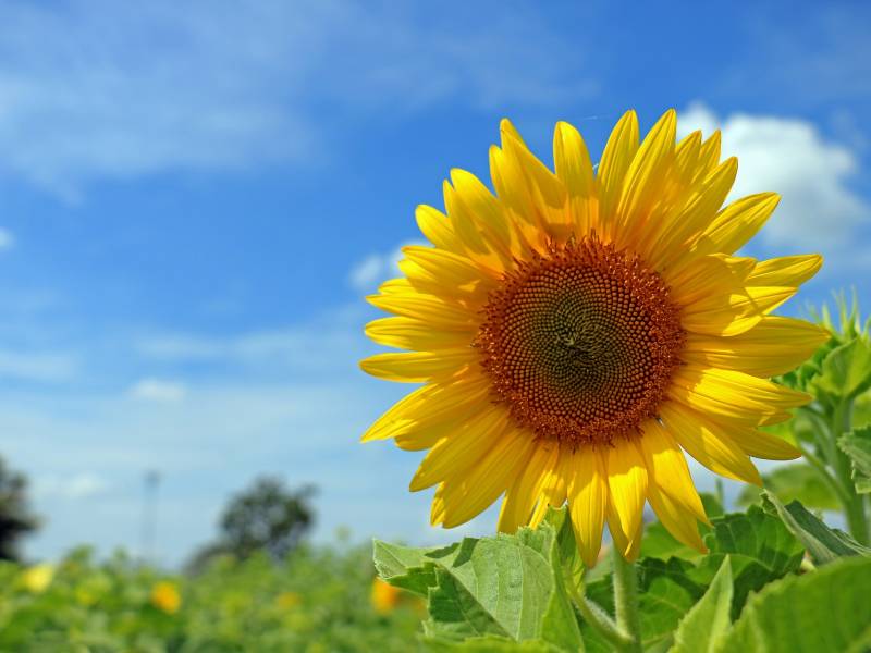 Im Vordergrund eine gelbe Sonnenblume vor Sonnenblumenfeld und blauem Himmel