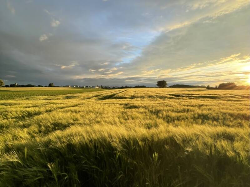 Ein Kornfeld im Abendlicht im Vordergrund der Himmel im Hintergrund ist bewölkt aber von Sonne durchflutet