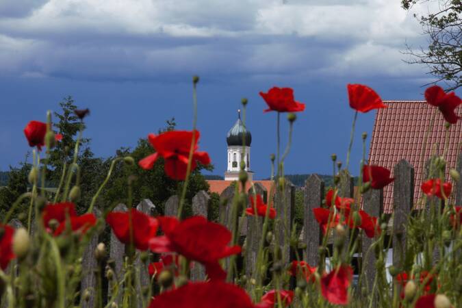 Blumenwiese mit rotem Mohn