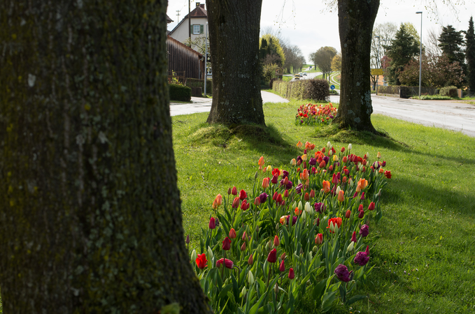 Bäume auf einer grünen Wiese. Dazwischen ein kleines Blumenbeet