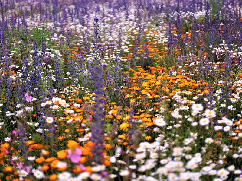 Blumenwiese mit vielen bunten Blumen.