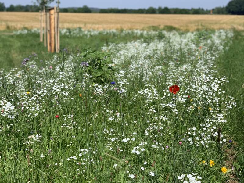 Eine grüne Wiese mit vereinzelt kleinen Blumen dazwischen. 