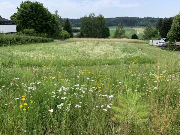 Bild einer Blumenwiese. Links und rechts davon sind Gebäude zu erahnen. Auf der Wiese sind viele Blüten zu sehen. Im Hintergrund sind Büsche und weitere Wiesen.