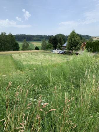 Bild einer Blumenwiese. Rechts davon sind Gebäude zu erahnen. Auf der Wiese sind viele Blüten zu sehen. Im Hintergrund sind Büsche und weitere Wiesen und ein Wald.