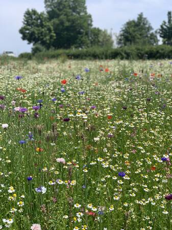 Detailaufnahme einer Blumenwiese mit rotem Mohn, und weiteren Blüten in weiß, Blau und Lila. Im Hintergrund sind verschwommen Bäume und Büsche zu sehen.