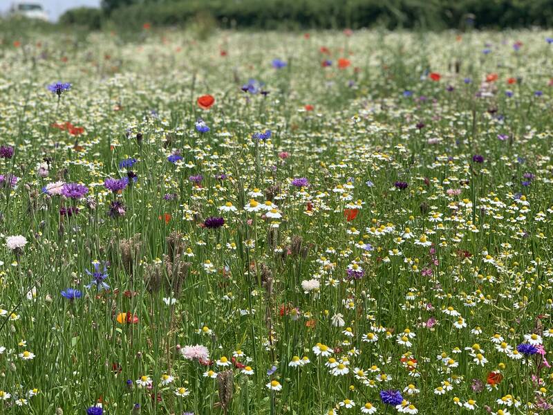 Detailaufnahme einer Blumenwiese mit rotem Mohn, und weiteren Blüten in weiß, Blau und Lila. Im Hintergrund sind verschwommen Bäume und Büsche zu sehen.