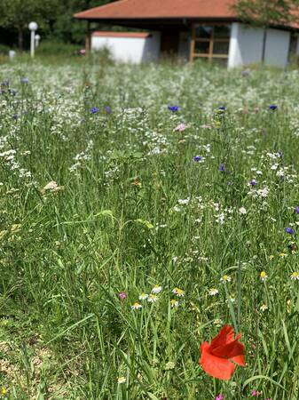 Detailaufnahme einer Wiese. im Vordergrund ist roter Mohn und weitere Blumenblüten in hauptsächlich weiß und blau zu sehen. Im Hintergrund ist ein weißes Gebäude.