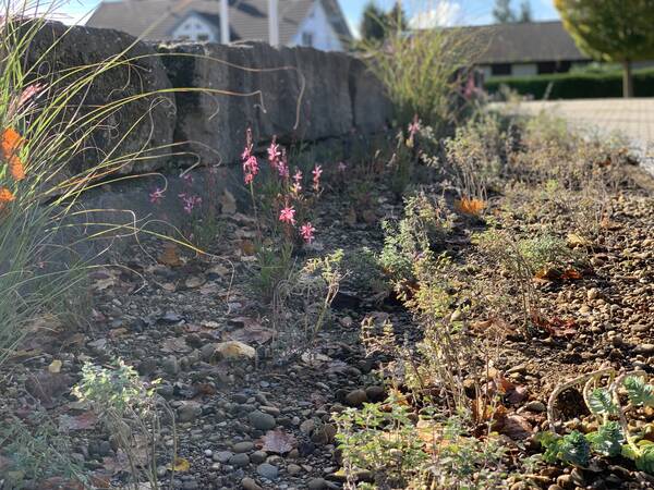 Detailaufnahme eines Beetes mit Trockensubstrat. Im Fokus sind mehrere blühende Stauden. Deren Blüten sind rosa. Im Hintergrund ist eine Stufe aus Natursteinen zu sehen. 