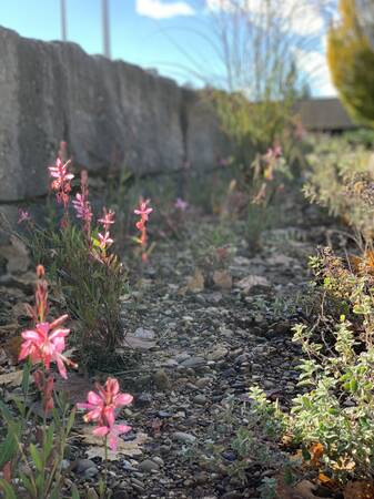 Detailaufnahme eines Beetes mit Trockensubstrat. Im Fokus sind mehrere blühende Stauden. Deren Blüten sind rosa. Im Hintergrund ist eine Stufe aus Natursteinen zu sehen. 