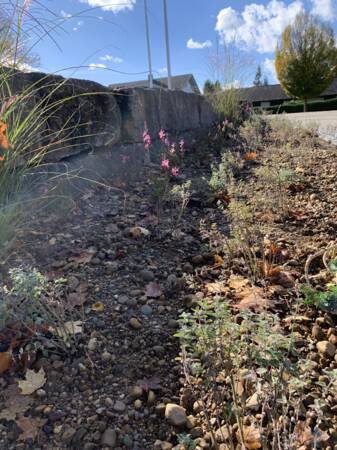 Detailaufnahme eines Blumenbeet mit Trockensubstrat. vor einer Natursteinstufe. rechts im Hintergrund ist eine Straße zu sehen.  Im Beet selbst sind viele grüne, trocken aussehende Stauden zu sehen.