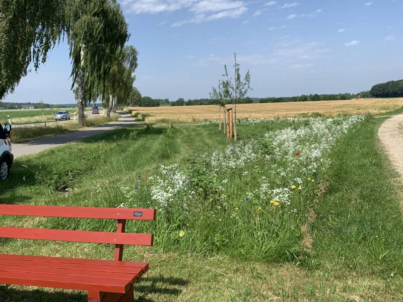 im Vordergrund steht eine rote Sitzbank. Dahinter verläuft auf einer gemähten Wiese nach rechts hinten ein Streifen Blühender Blumen, die eine Höhe von ca. 50 Centimetern haben. Hauptfarbe ist weiß. dazwischen immer wieder gelb und rot.  Links neben dem Streifen sind einige Junge Obstbäume und Sträucher zu sehen. 