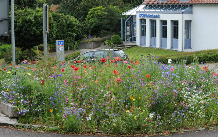 Eine Verkehrsinsel die mit vielen bunten Blumen bepflanzt ist. Im Hintergrund eine Filiale der Volksbank