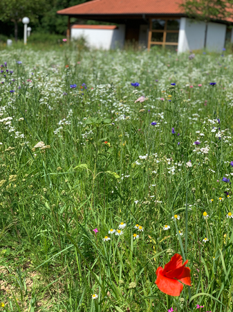 im Hintergrund ist ein Gebäude zu sehen, im Vordergrund eine Blumenwiese mit blauen, roten, weißen und gelben Blüten