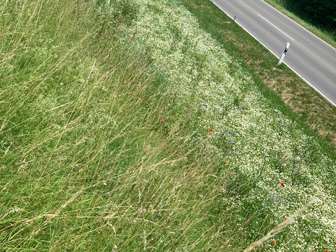 Bild einer Blumenwiese von einem erhöhten Standpunkt. Die Wiese blüht hauptsächlich weiß