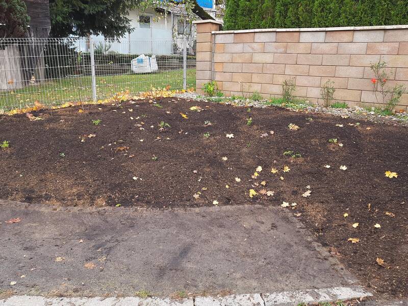 Blumenbeet in der Mitte, im Hintergrund ein Zaun und eine Mauer, vor dem Beet ist ein Gehweg zu erahnen. Das Beet ist frisch angelegt, es ist dunkle Erde zu sehen und einzelne Stauden.