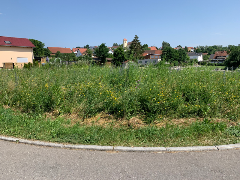 IM Hintergrund sind mehrere Häuser verteilt, ebenfalls ist auf einer Erhebung ein Kirchturm zu sehen. Im Vordergrund ist hinter einem Straßenbordstein eine wilde, teilweise mannshohe Wiese zu sehen. Darin Blüten in hauptsächlich blau und gelb.