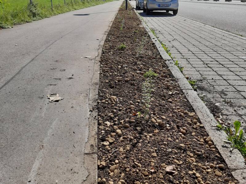 Links und rechts im wild ist eine Straße beizeihungsweise ein Weg zu sehen. dazwischen ist ein schmales Beet zu sehen in dem sich ein trockenes, sandiges, mit Kieseln durchsetzen Substrat  befindet