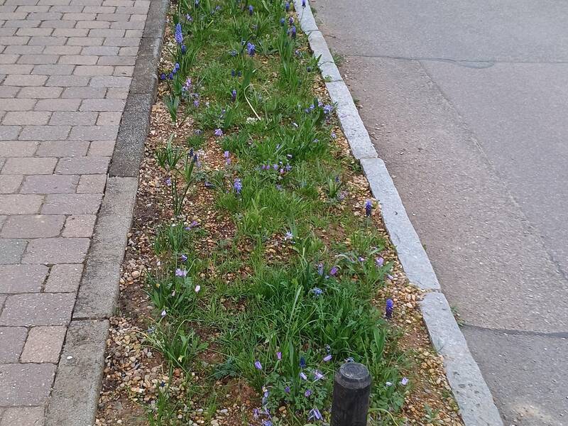 Blumenbeet das links von einem Gehweg und rechts von der Straße begrenzt wird. Im Hintergrund sind Bäume, Büsche und Häuser zu sehen.