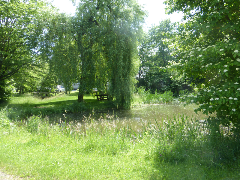 Zwischen einer Wiese und hohen Bäumen ist ein Weiher zu sehen.